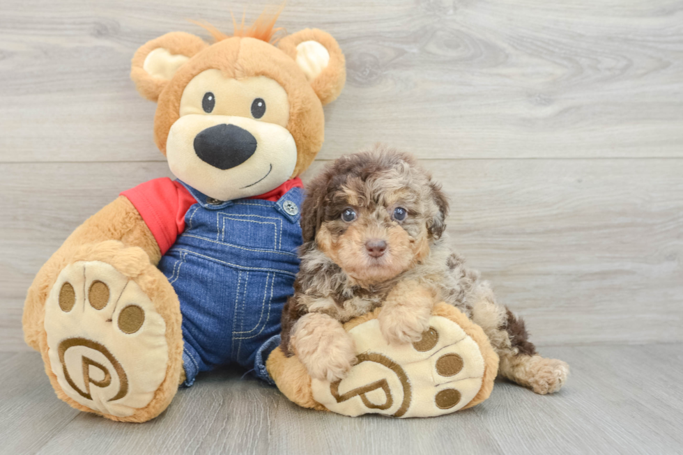 Smart Toy Poodle Purebred Puppy