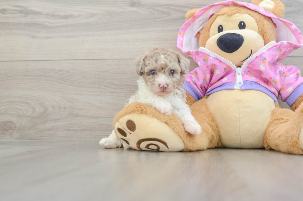 Poodle Puppy for Adoption