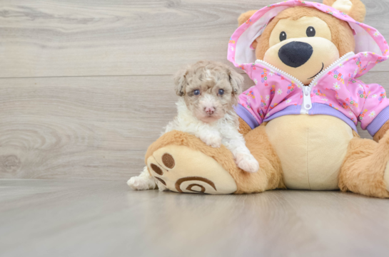 Poodle Puppy for Adoption