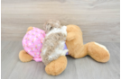 Akc Registered Poodle Baby