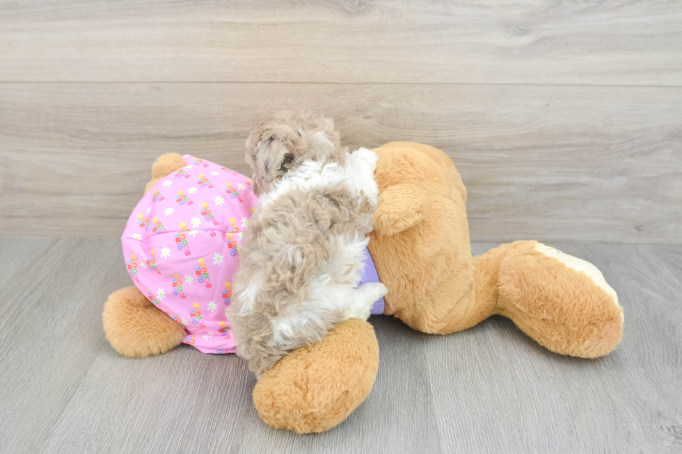 Akc Registered Poodle Baby