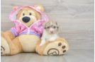 Sweet Toy Poodle Purebred Puppy