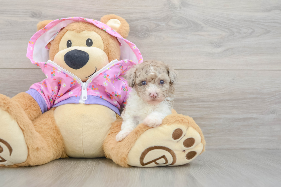 Sweet Toy Poodle Purebred Puppy