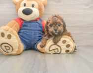 7 week old Poodle Puppy For Sale - Seaside Pups