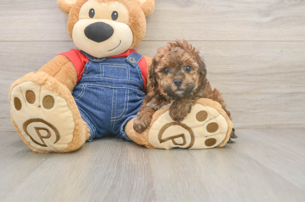 5 week old Poodle Puppy For Sale - Seaside Pups
