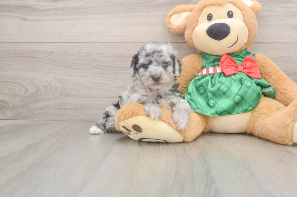 5 week old Poodle Puppy For Sale - Seaside Pups