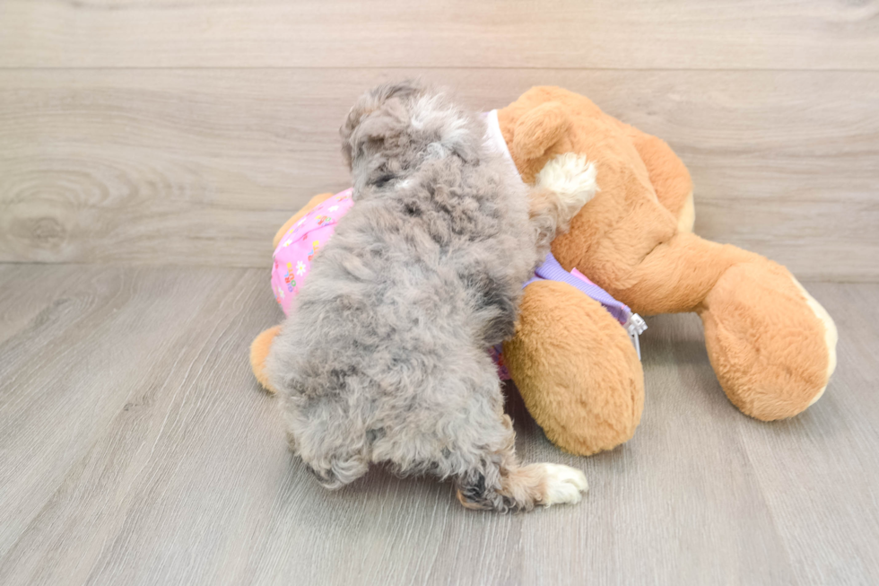 Best Poodle Baby