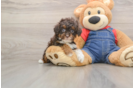 Poodle Puppy for Adoption