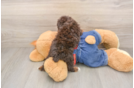Poodle Puppy for Adoption