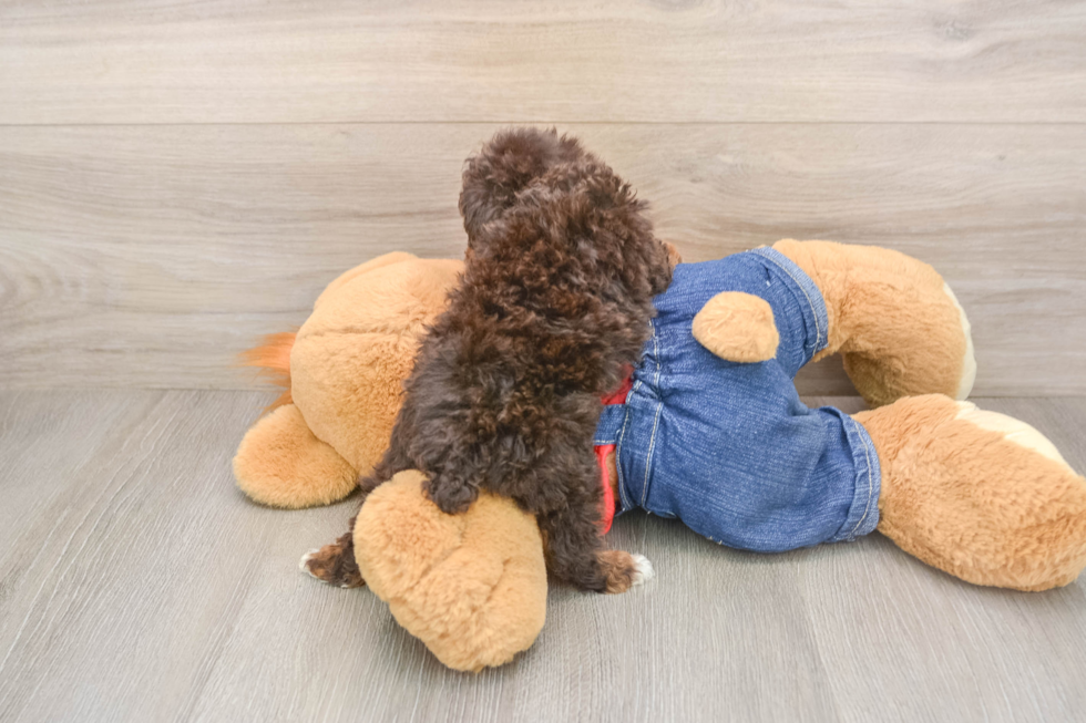Poodle Puppy for Adoption