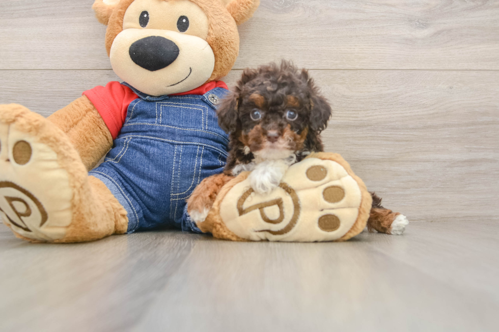 Small Poodle Purebred Pup