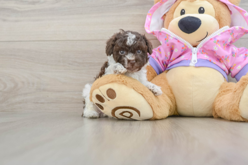 Meet Gidget - our Poodle Puppy Photo 1/3 - Seaside Pups