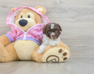 6 week old Poodle Puppy For Sale - Seaside Pups