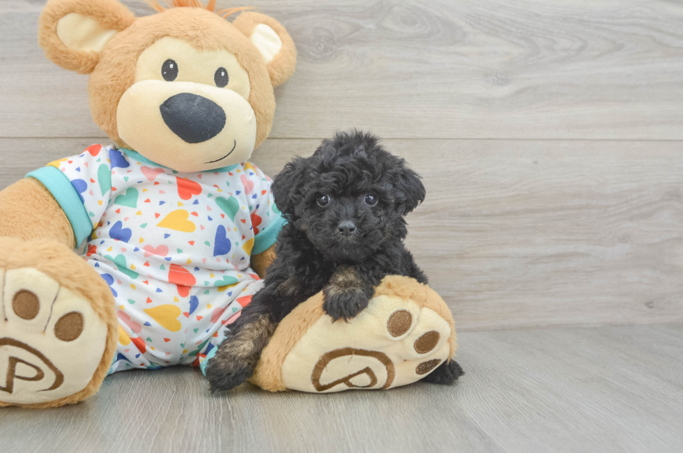6 week old Poodle Puppy For Sale - Seaside Pups