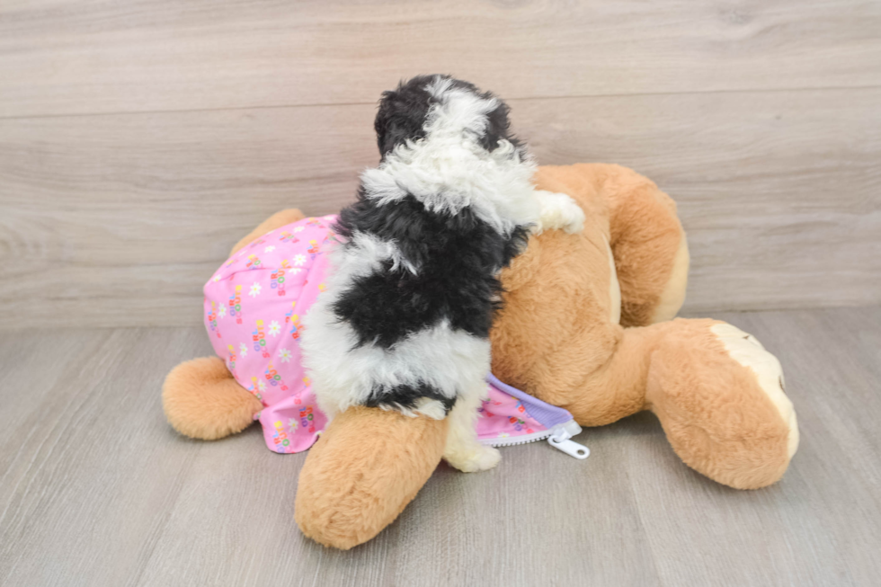 Sweet Pudel Purebred Puppy