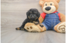 Hypoallergenic Poodle Baby