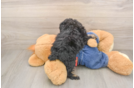 Friendly Poodle Purebred Pup