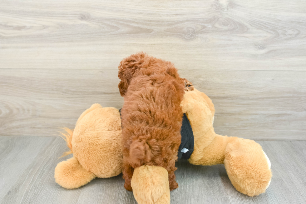 Playful Poodle Baby