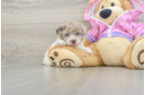 Best Poodle Baby