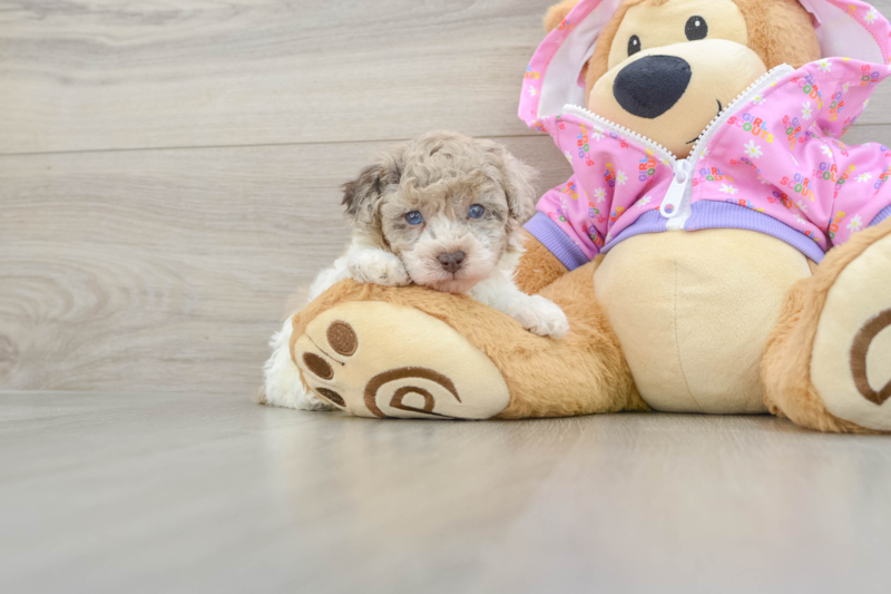 Meet Gil - our Poodle Puppy Photo 1/3 - Seaside Pups