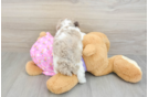Playful Poodle Purebred Pup
