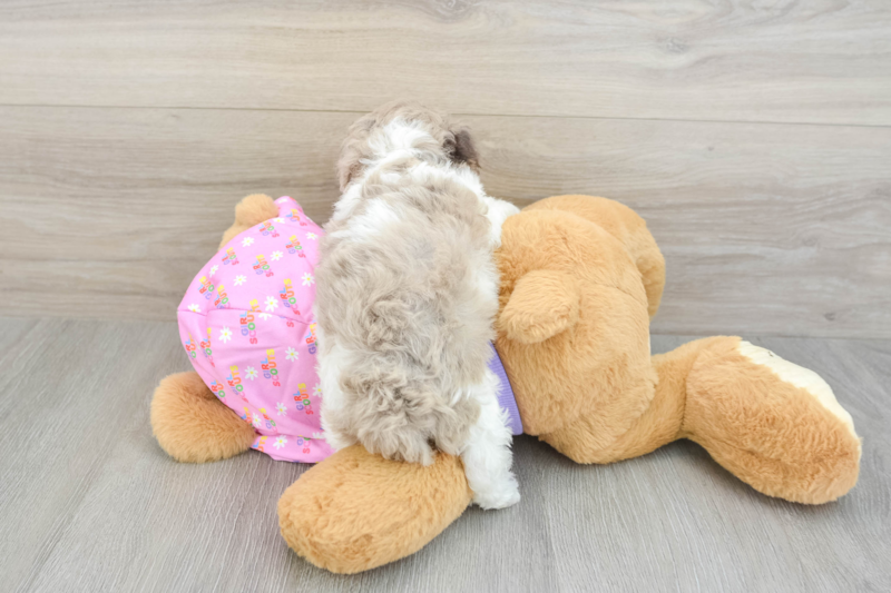 Meet Gil - our Poodle Puppy Photo 2/3 - Seaside Pups