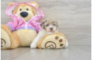 Best Poodle Baby
