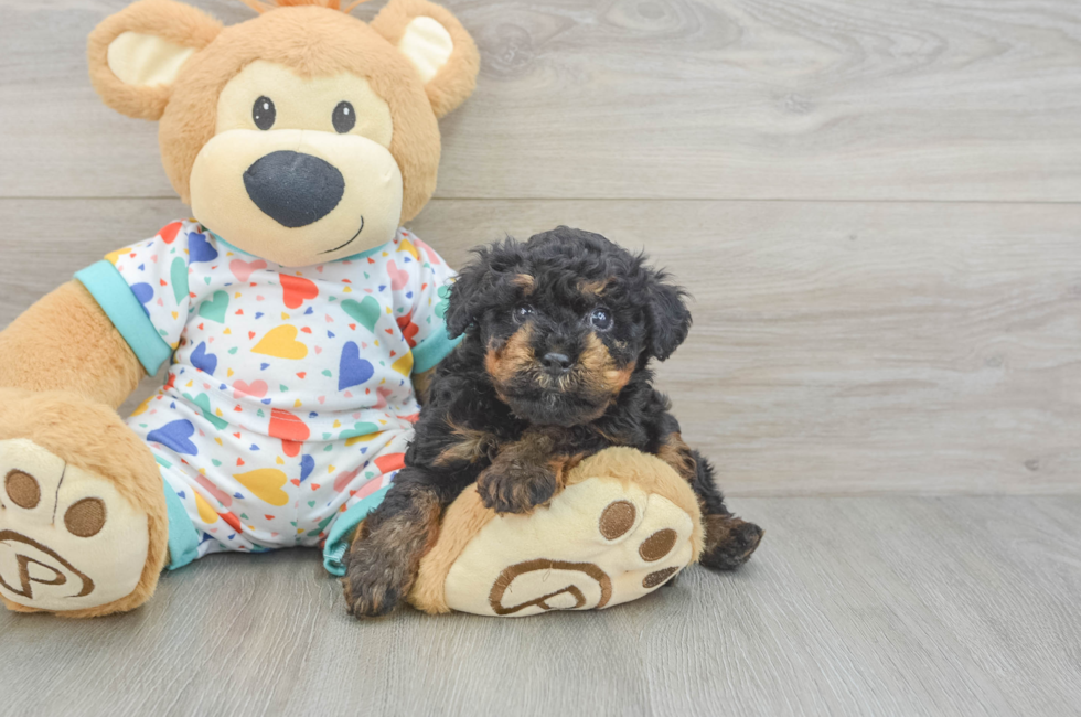 5 week old Poodle Puppy For Sale - Seaside Pups