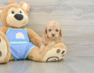 7 week old Poodle Puppy For Sale - Seaside Pups
