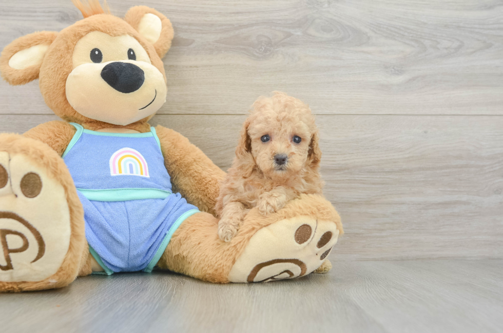 5 week old Poodle Puppy For Sale - Seaside Pups