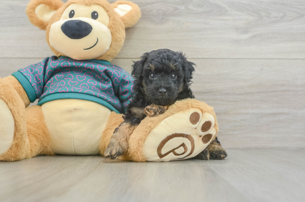 5 week old Poodle Puppy For Sale - Seaside Pups