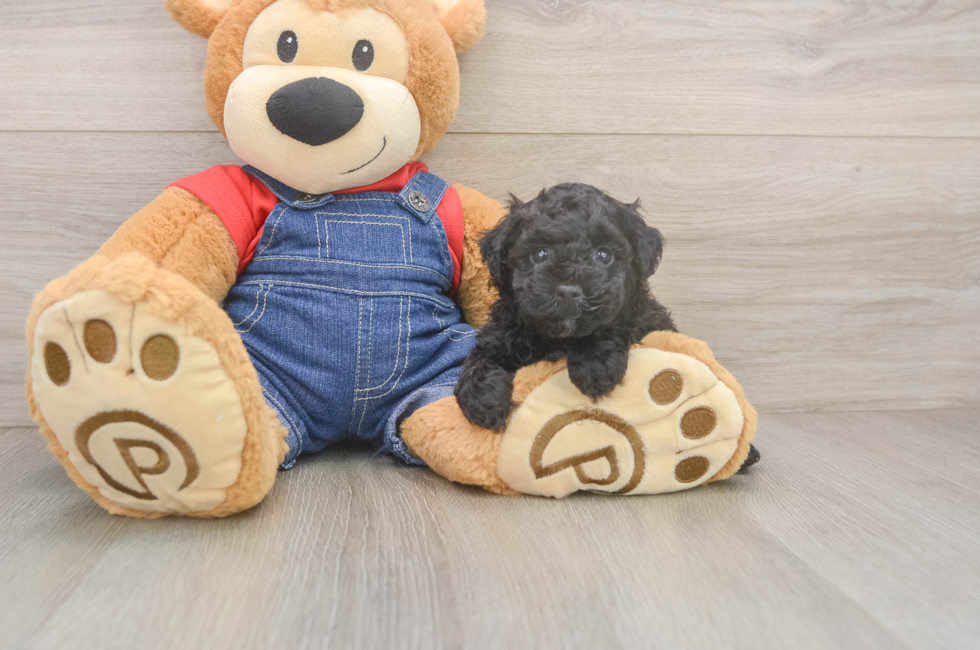 5 week old Poodle Puppy For Sale - Seaside Pups