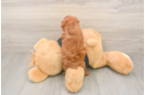 Hypoallergenic Poodle Purebred Pup