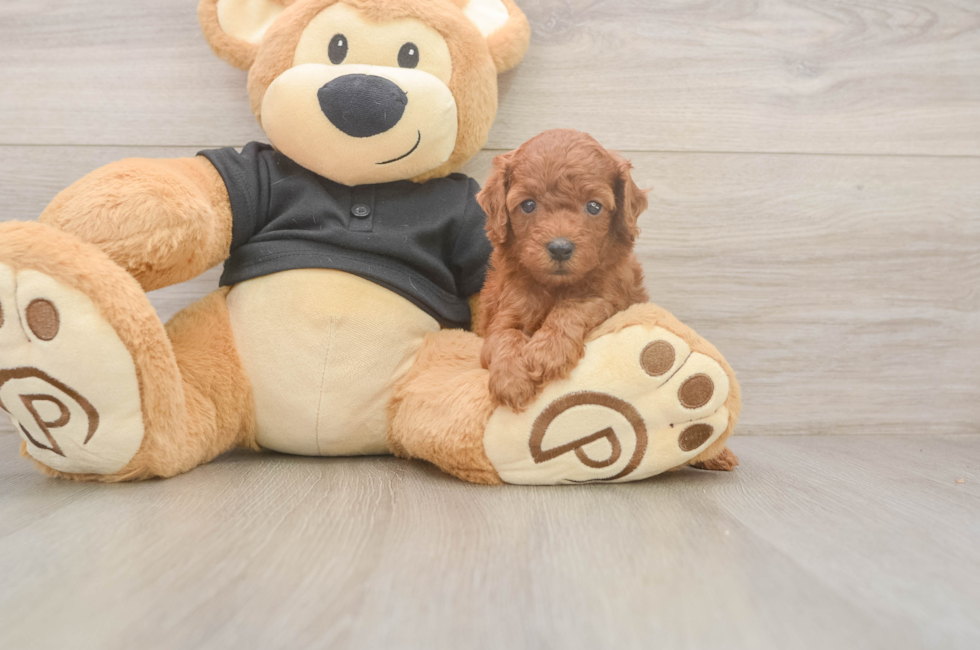 5 week old Poodle Puppy For Sale - Seaside Pups