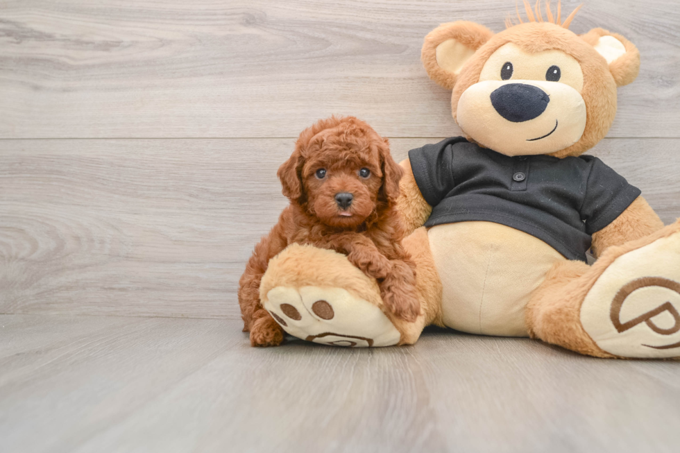 Poodle Puppy for Adoption