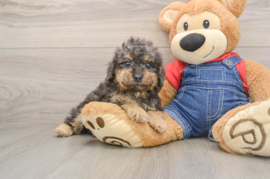 Cute Toy Poodle Purebred Puppy