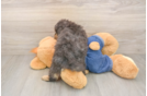 Best Poodle Baby