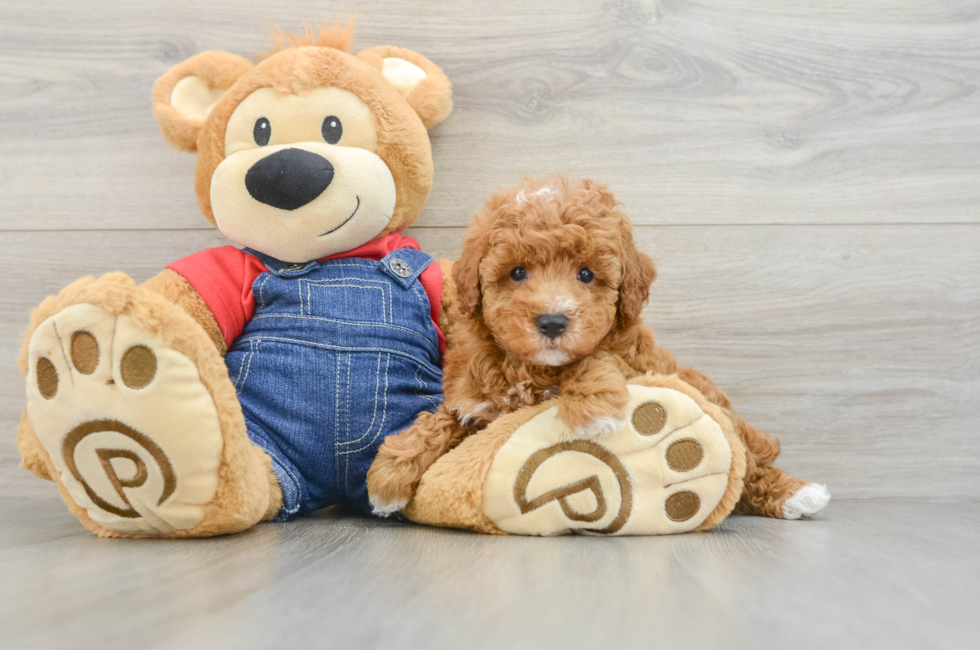 6 week old Poodle Puppy For Sale - Seaside Pups