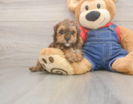 7 week old Poodle Puppy For Sale - Seaside Pups