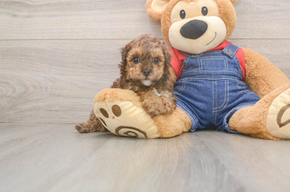 5 week old Poodle Puppy For Sale - Seaside Pups