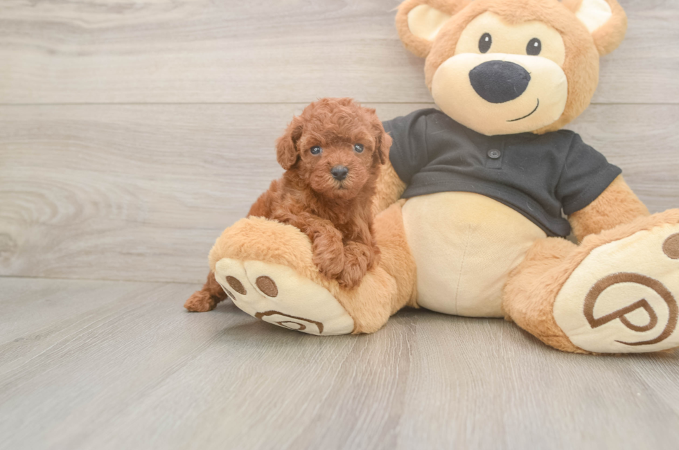 5 week old Poodle Puppy For Sale - Seaside Pups
