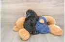 Best Poodle Baby
