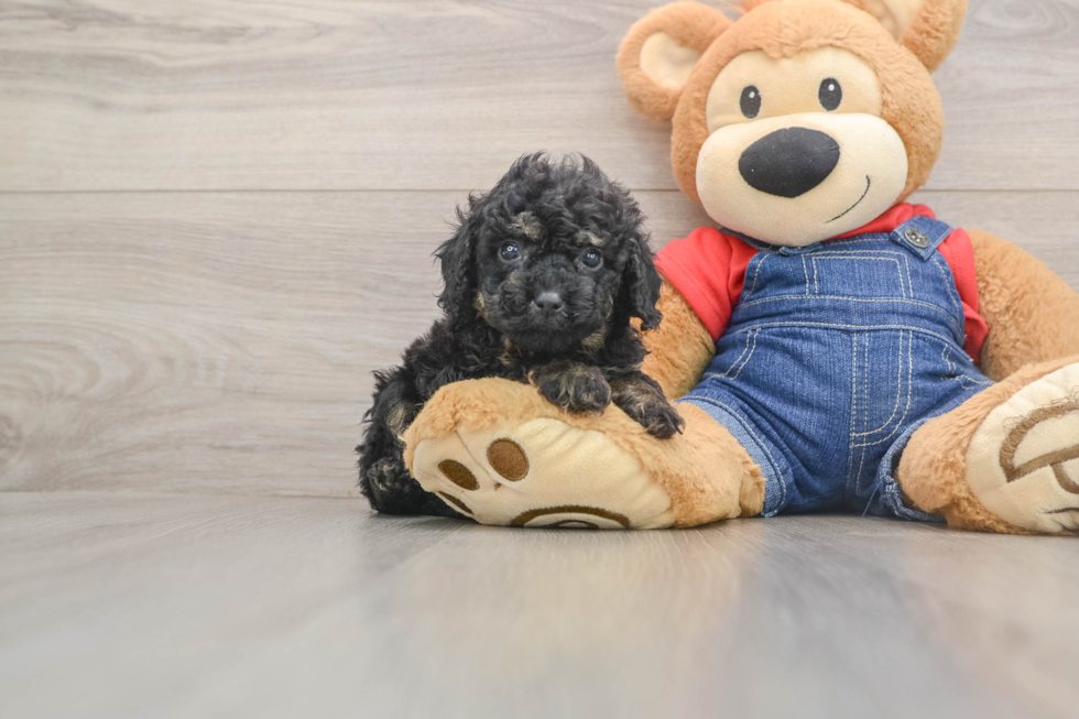 Adorable Toy Poodle Purebred Puppy