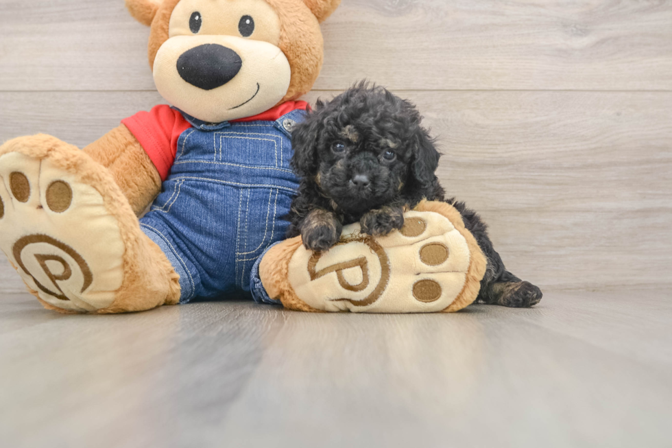 Poodle Pup Being Cute