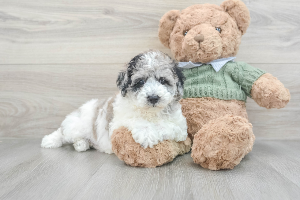 Popular Poodle Purebred Pup