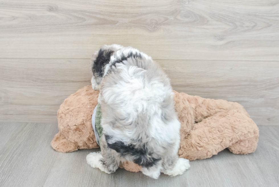 Small Poodle Baby