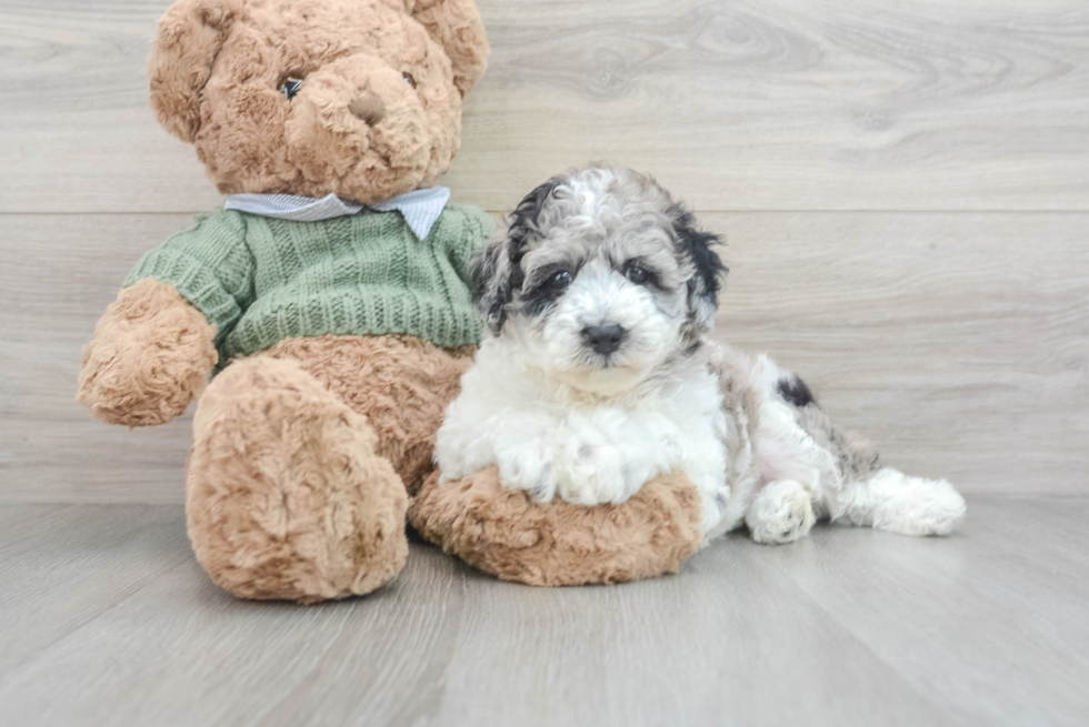 Poodle Pup Being Cute
