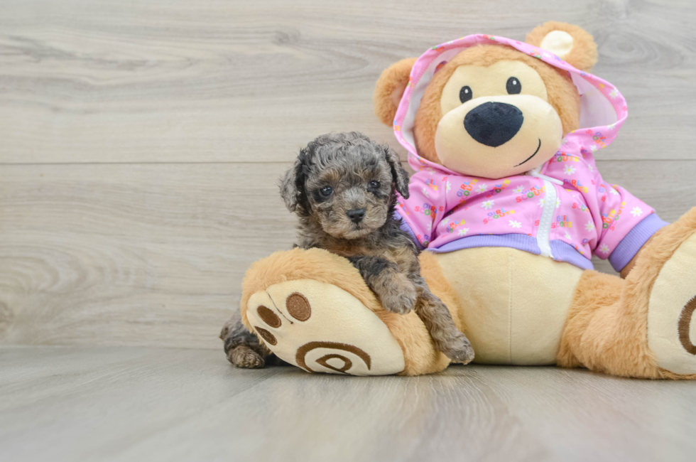 6 week old Poodle Puppy For Sale - Seaside Pups