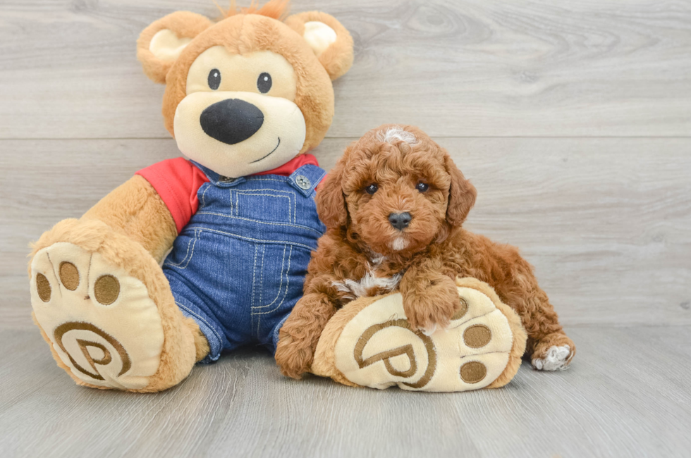 6 week old Poodle Puppy For Sale - Seaside Pups