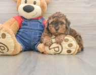 7 week old Poodle Puppy For Sale - Seaside Pups